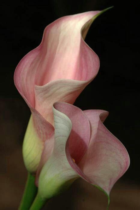Harmony of Hues Nature's Tapestry